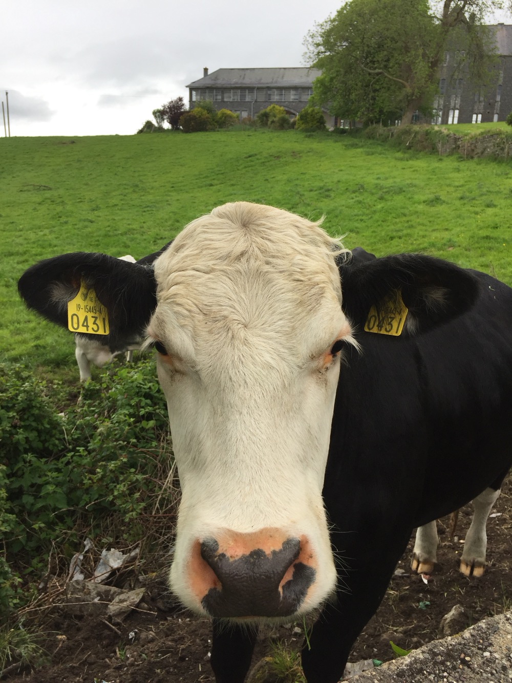 The Cow of St Finan's field