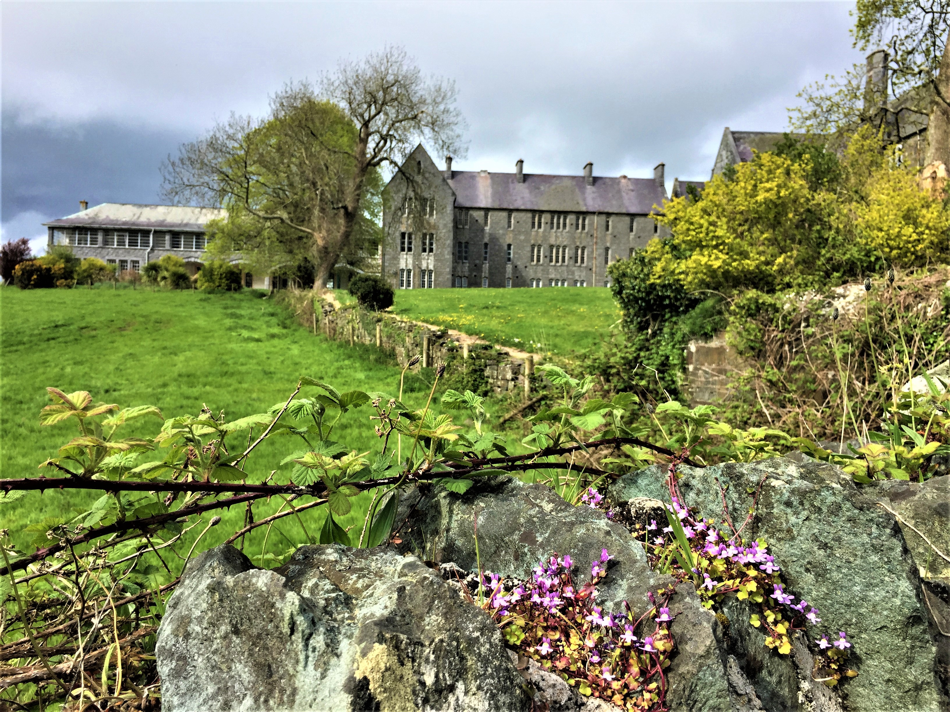 The Beginning of Spring, St Finan's Hospital, Killarney