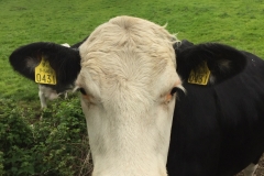 The Cow of St Finan's field